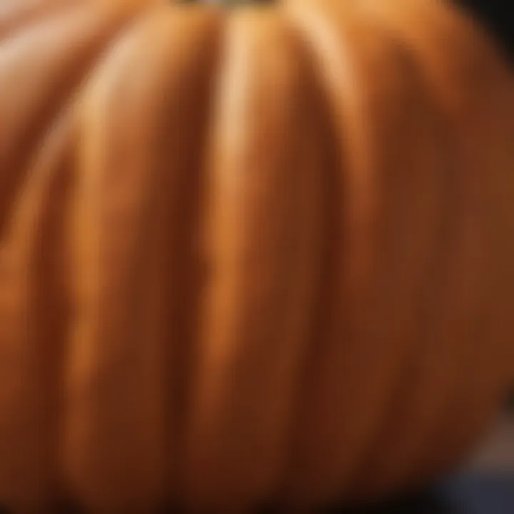 Close-up of textured pumpkin colored fabric showcasing its rich hue and softness