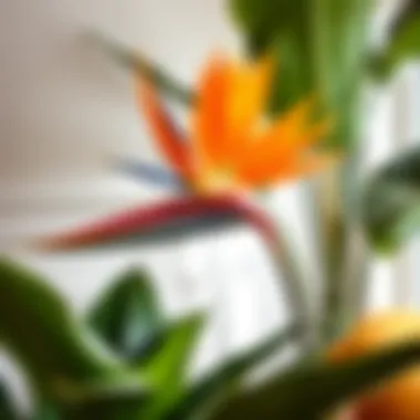 Bird of Paradise: Captivating Colors and Form Stunning Bird of Paradise plant enhancing a bright corner