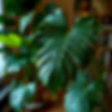 Monstera Deliciosa: A Touch of Tropical Elegance Lush Monstera Deliciosa in a vibrant indoor garden