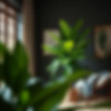 Rubber Plant: A Blend of Style and Sustainability Impressive Rubber Plant thriving in a cozy reading nook