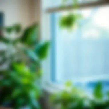 A variety of indoor plants thriving after using the long reach waterer