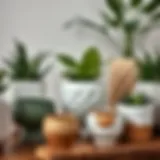 Elegant ceramic plant pots with various designs