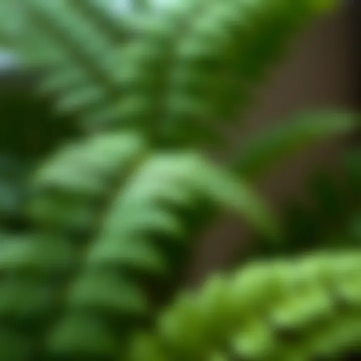 Close-up of fern leaves showcasing intricate details