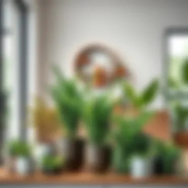 Creative display of fern potted plants in modern decor