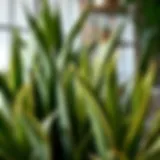 Diverse collection of snake plant varieties showcasing unique leaf patterns