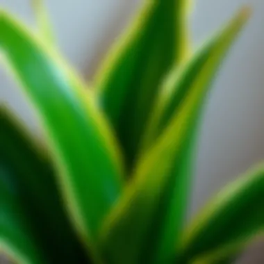 Close-up of snake plant leaves reflecting healthy growth and vitality