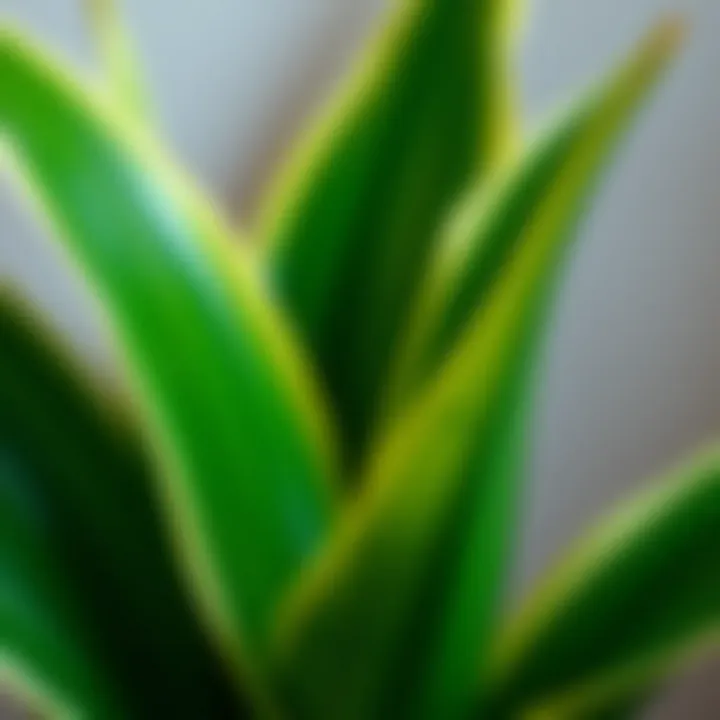 Close-up of snake plant leaves reflecting healthy growth and vitality