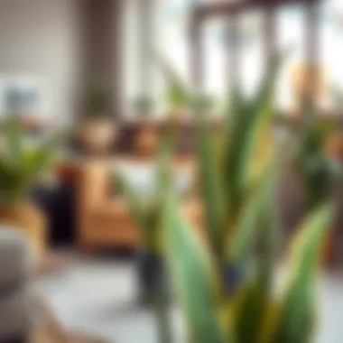 Stylish indoor setting featuring snake plants as decorative elements
