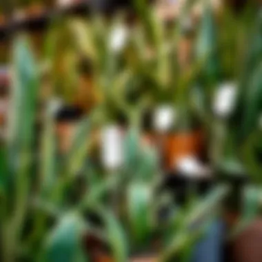 Market display of snake plants with price tags indicating regional variances