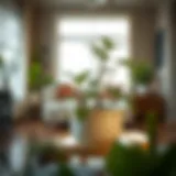 Elegant Integration of Water Trays in Interior Design Elegant flower pot water tray enhancing indoor plant aesthetics